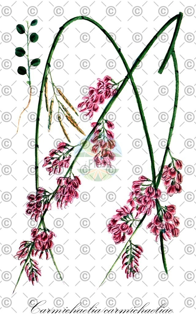 HistAbb_wfo-0000115988_1_ENZY_Simple | Historische Abbildung von Carmichaelia carmichaeliae - Fabaceae | Historical Illustration of Carmichaelia carmichaeliae - Fabaceae