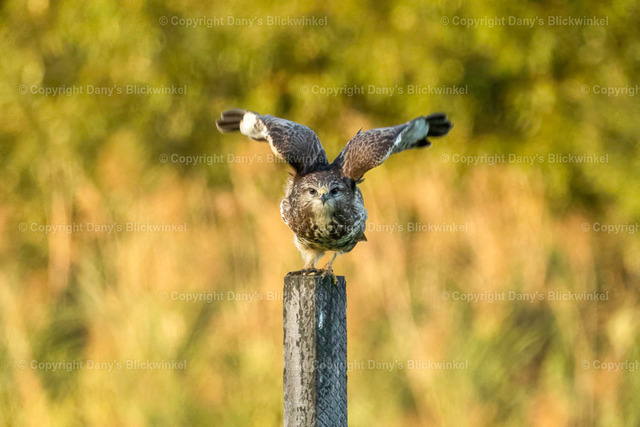 2022170 | Tierfotografie, Tierkalender, Tierbilder, Insekten, Spinnen, Vögel, Schmetterling, Libellen, Leinwand, Colorkey, Qualität, Geschenkartikel, Geschenk - Realisiert mit Pictrs.com
