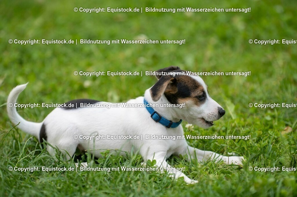 20210719_Welpen_0014 | equistock