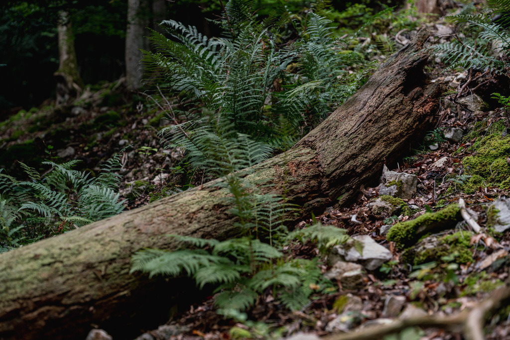 ZD250916095215 | Fotoshop von zweidimensional Fotografie. Ihr Fotograf im Aargau. Abzüge von Ihrem Fotobox Event bestellen.Abzüge von Ihrem Hochzeit bestellen.Abzüge von Ihrem Schulfotograf bestellen.