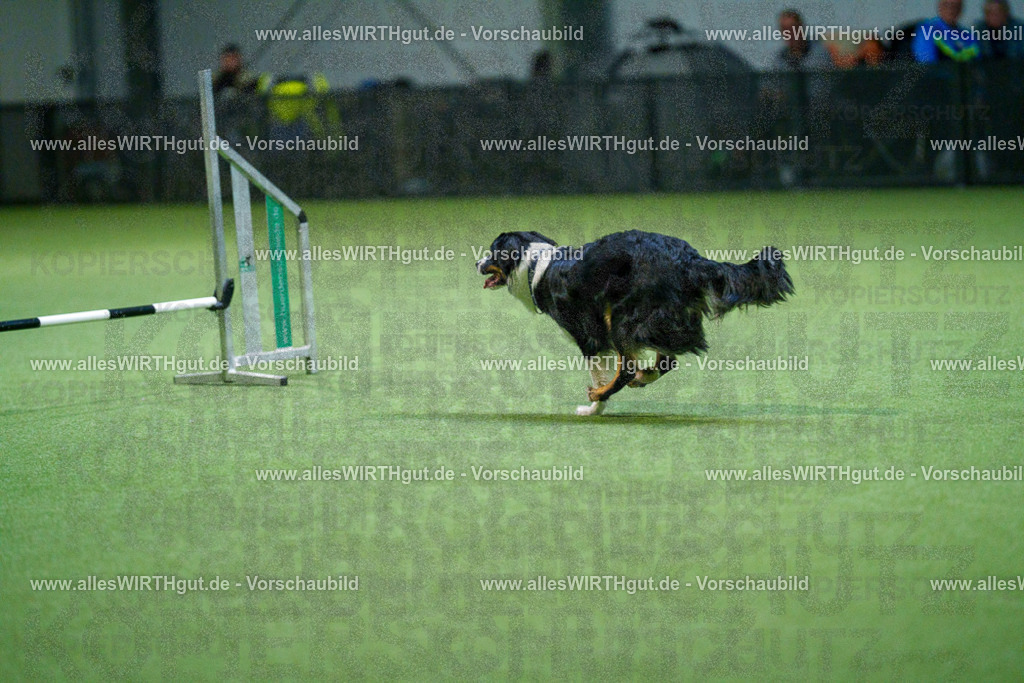 7R500574 | Professionelle Tierfotografie in Mönchengladbach von Daniel Wirth (allesWIRTHgut). Liebevolle & natürliche Bilder von Hunden & Katzen für unvergessliche Erinnerungen.