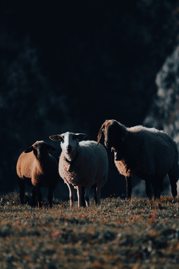Die drei Schafe | Ich bin ein Fotograf aus Berlin und fotografiere aus Spaß an der Freude :) Meinen Motiven setze ich keine thematischen Grenzen. Somit bin ich beispielsweise in der Tierfotografie, Landschaftsfotografie, Sportfotografie sowie Streetphotography anzutreffen.