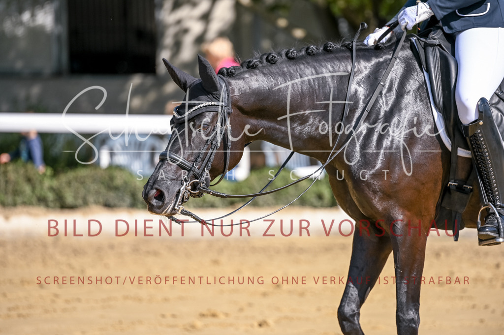 Schugtsche-Aluta25-52.Dressurprf.M2Kand-349 | Schugtsche Fotografie - Realizzato con Pictrs.com