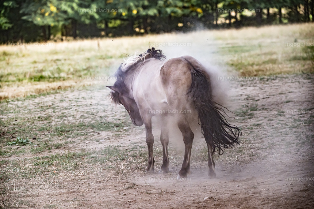 NZ9_9569 | Betzdorf(Deutschland Der deutsche Naturfotograf  Ingo Gerlach/69 aus Betzdorf in Deutschland war Anfang August 2022 auf dem Weg zu „seiner“ Herde mit Islandhengsten. Diese Herde mit rund 14 Hengsten fotografiert Gerlach bereits seit mehreren Jahren. Diesmal wollte der Naturfotograf schauen wie es den Hengsten geht. Es war der heißeste August seit Beginn der Wetteraufzeichnung. Das Thermometer zeigte an diesem Vormittag bereits 38 Grad an. Die Hitze würde sicherlich auch den Tieren zu schaffen machen. Als Gerlach an der sehr weiträumigen Weide ankam sah er schon die Staubwolken. Schnell positionierte er die Nikon Z9 mit dem Superzoom 180 bis 400mm und einschwenkbarem Konverter auf seinem Stativ. Schnell hatte er die ersten Bilder auf der Speicherkarte. Das Verhalten der Hengste war typisch für die Isländer. Sie wälzten sich im Staub um lästiges Ungeziefer los zu werden. Zudem kühlte die Staubschicht auf der Haut auch ein wenig. Obwohl reichlich Staub vorhanden war, kämpften die Hengste immer wieder um den besten und staubigsten Platz.  Dadurch das der Staub in die Höhe ging ergaben sich „herrliche Fotos. Als der Fotograf seine Bilder im Kasten hatte checkte er noch ob die Hengste auch genügend Wasser zur Verfügung hatten, Hatten sie. Ein Brunnen lieferte das lebensnotwendige Nass. 