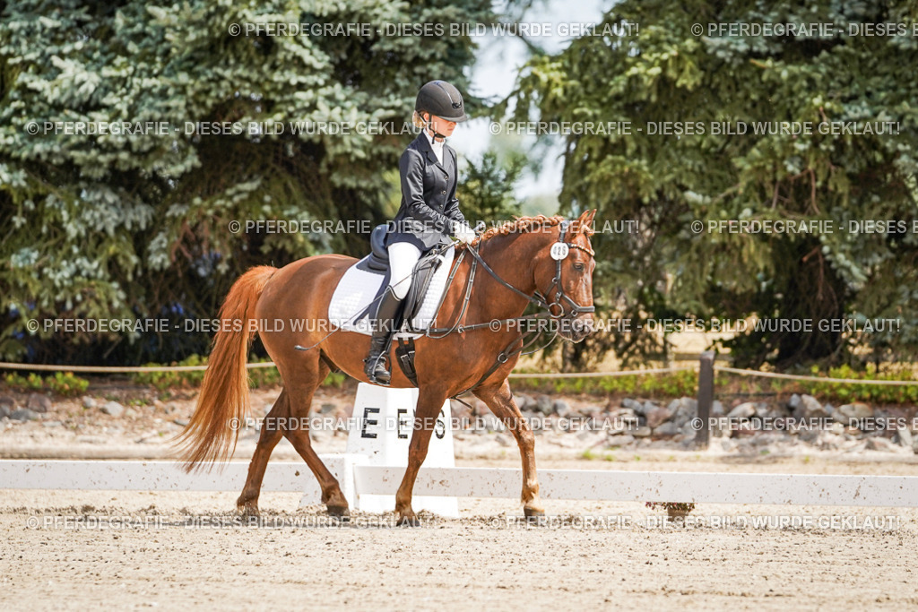 DSC02452 | Pferdegrafie