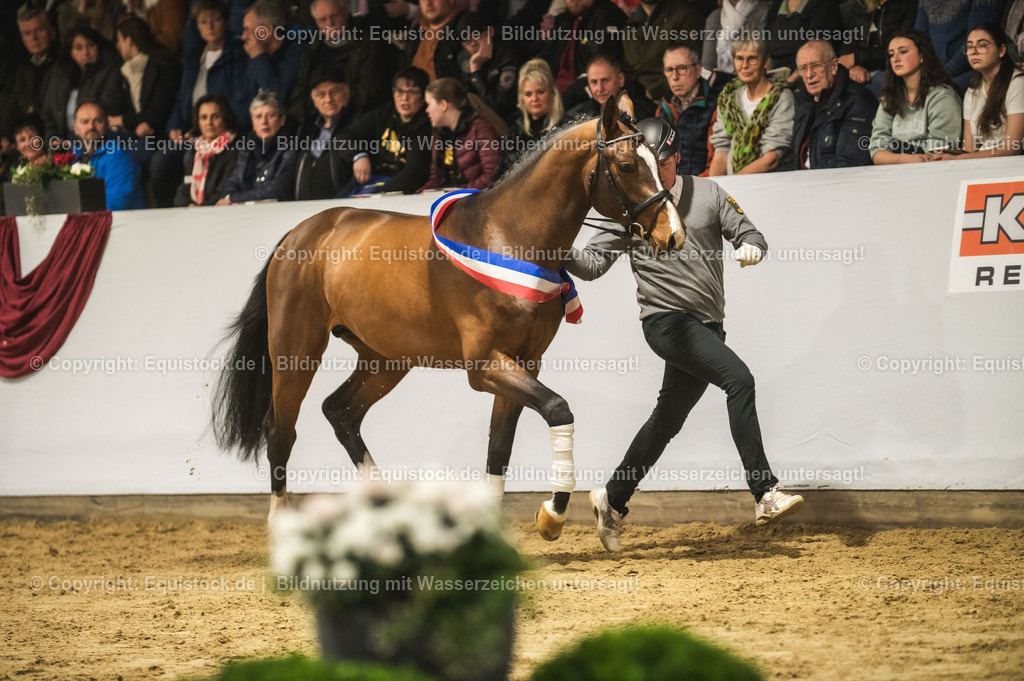 20240302_Hengstvorstellung_Marbach_TOMsPiC_0452 | equistock
