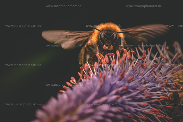 Take Off | Eine Hummel die auf einer Blüte startet - Realisiert mit Pictrs.com