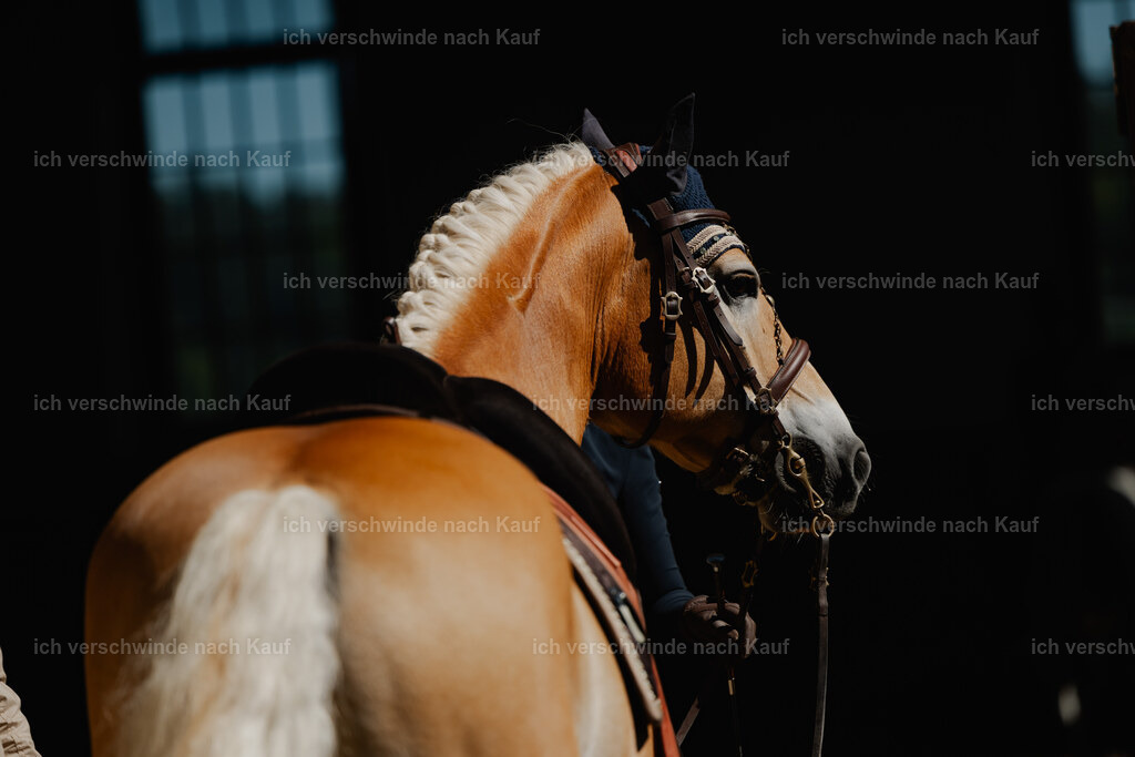 Tanesha5FHC2025-27225 | working equitationturnier fotograf videograf stoibphotography marixx film working equitation deutschland reitsport turnierfotografie eventfotografie equestrian events