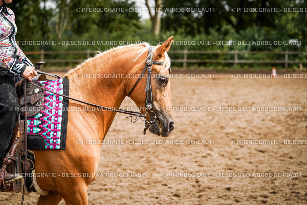 DSC04654 | Pferdegrafie