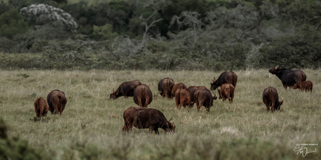20231010-065654 SOUTHAFRIKA_-1 | Herzlich willkommen auf meiner Seite! Ich bin Elke Wallnisch, Deine Fotografin für lichtstarke Momente. Der Name steht für alles, was mich mit der Fotografie verbindet: Das Licht und seine machtvolle Wirkung auf eine Situation oder unsere Stimmung - Realisiert mit Pictrs.com