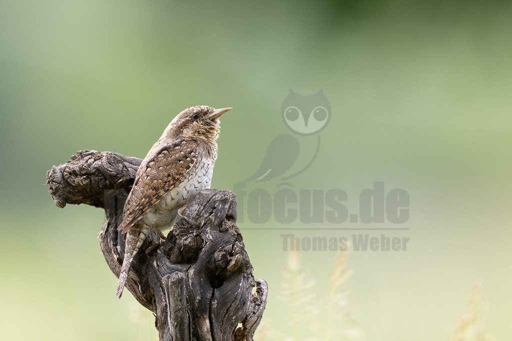 _5II9825_20250528 | Der Wendehals ist der einzige europäische Vertreter der Gattung Jynx, die außer ihm noch den in Afrika beheimateten Rotkehl-Wendehals umfasst. Die Art ist von Nordwestafrika ostwärts in einem breiten Gürtel bis an die asiatische Pazifikküste verbreitet. - Realisiert mit Pictrs.com