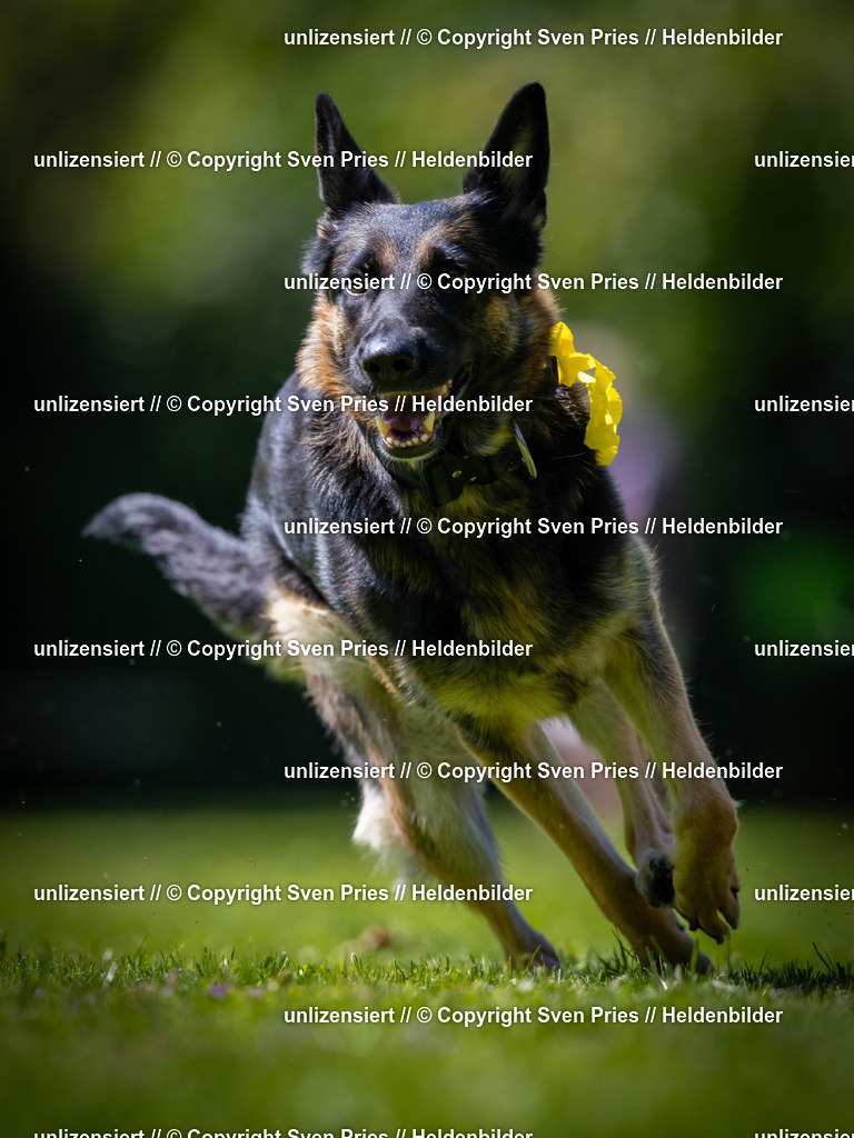 Sven Pries | 2025-08-10 - Hunderennen Durlach - Realisiert mit Pictrs.com