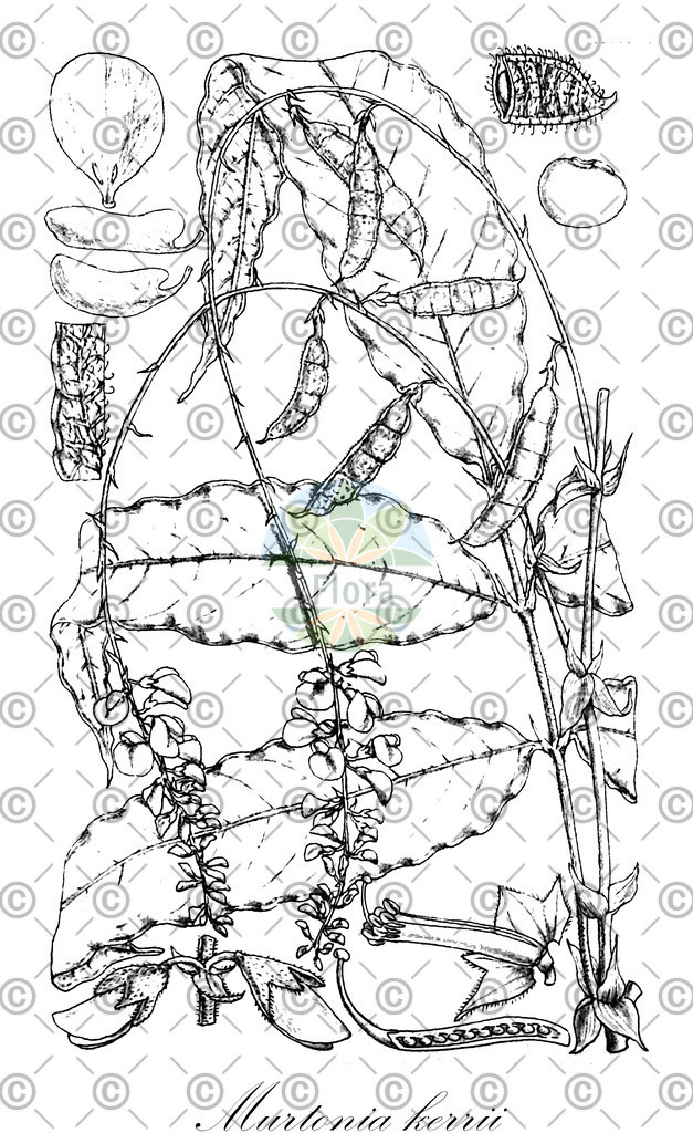 HistAbb_wfo-0000374733_1_ENZY_Simple | Historische Abbildung von Murtonia kerrii - Fabaceae | Historical Illustration of Murtonia kerrii - Fabaceae