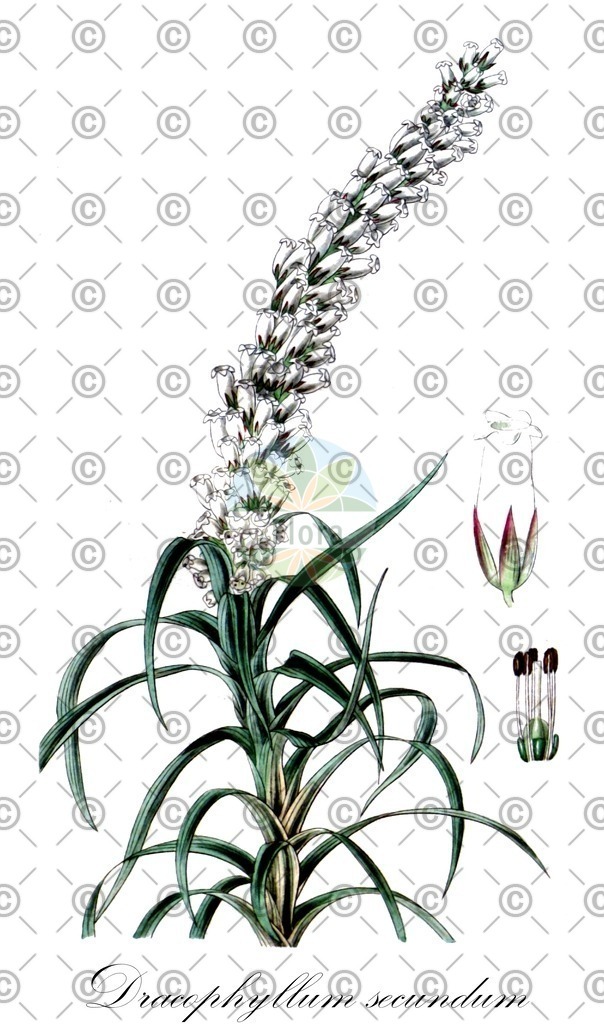 HistAbb_wfo-0000945597_2_ENZY_Simple | Historische Abbildung von Dracophyllum secundum - Ericaceae | Historical Illustration of Dracophyllum secundum - Ericaceae