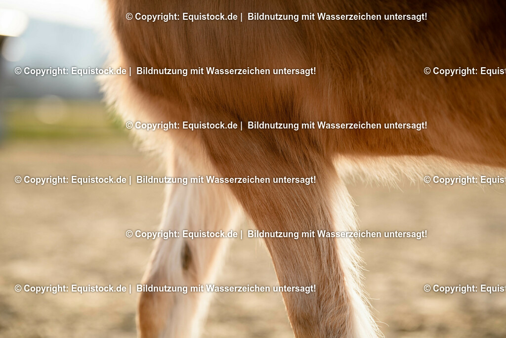 20230302_Haflinger-Cushing_0009 | equistock