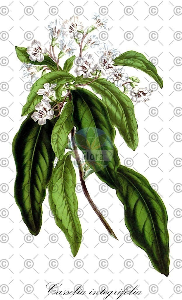 HistAbb_wfo-0000589499_1_ENZY_Simple | Historische Abbildung von Casselia integrifolia - Verbenaceae | Historical Illustration of Casselia integrifolia - Verbenaceae