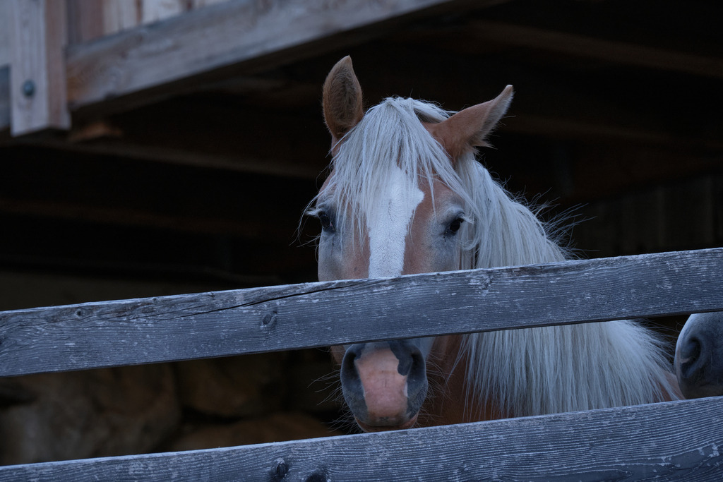 Bauernhof mit Pferdekoppel | Heiligenblut, Austria - September 06, 2025: Bauernhof mit Pferdekoppel. - Realisiert mit Pictrs.com