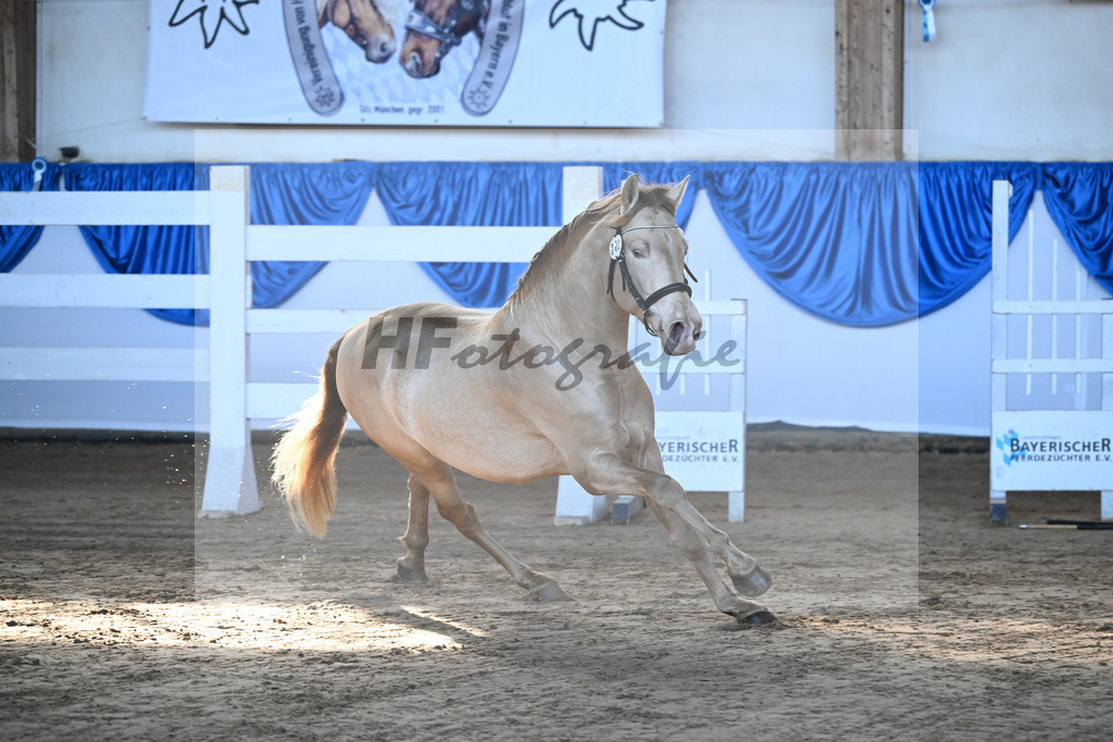 Kat-Nr. 2 Bonito Salazar v. Trianero PT_Abfalter GmbH _ Co. KG_9260040 | hf-fotografie - Realisiert mit Pictrs.com