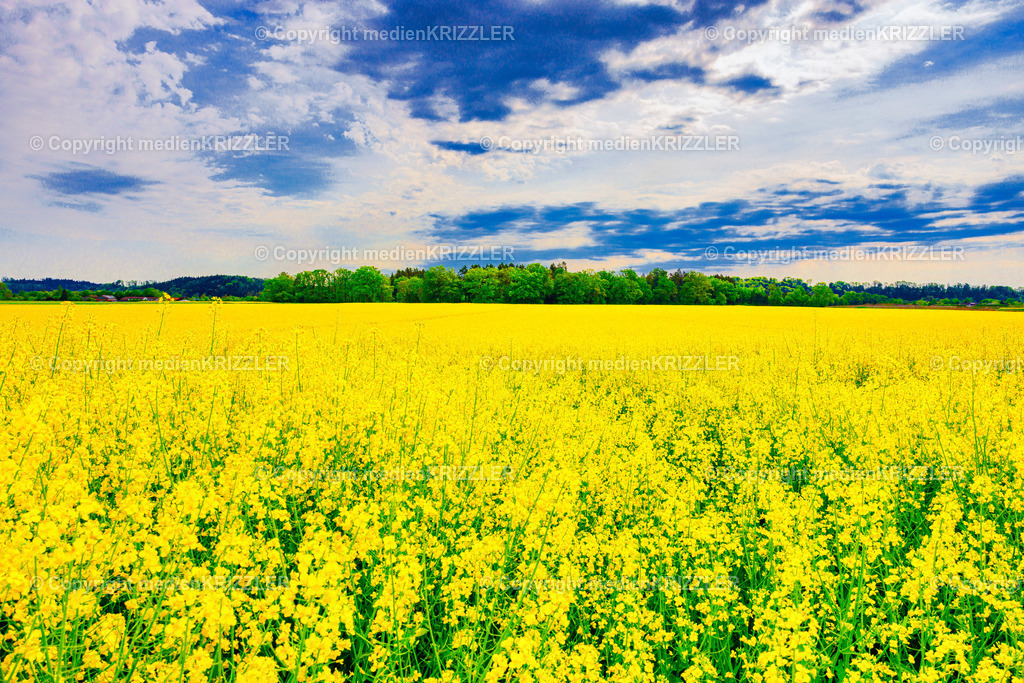 _J3A7713 | Rapsfeld in Tacherting - Realisiert mit Pictrs.com