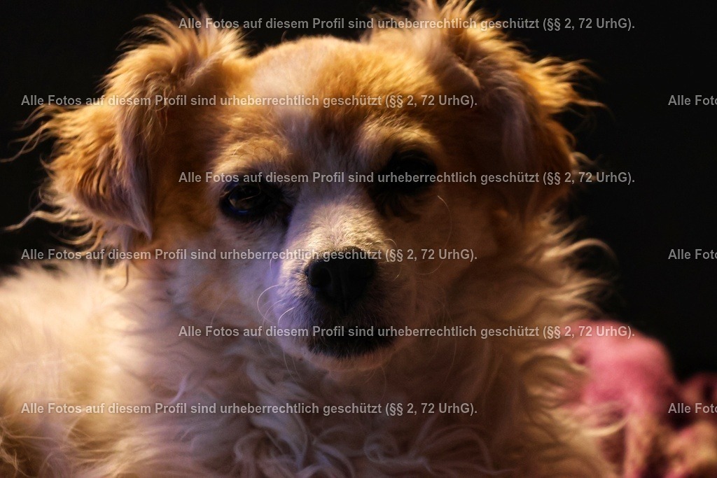 20240321061130_0C4A4061-01 | krollfotografie - Realisiert mit Pictrs.com