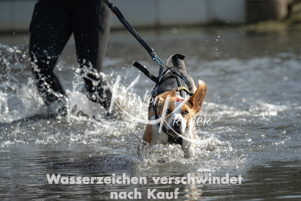 1210_ZZ98381 | kk-dogfotos