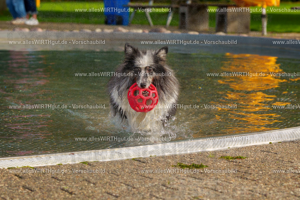 Hundeschwimmen_Grefrath_2026-allesWIRTHgut_Tierfotografie-15_19-FAY01223 | Professionelle Tierfotografie in Mönchengladbach von Daniel Wirth (allesWIRTHgut). Liebevolle & natürliche Bilder von Hunden & Katzen für unvergessliche Erinnerungen.