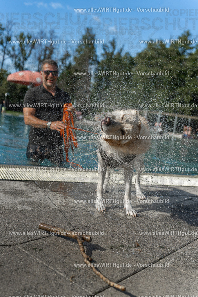 Hundeschwimmen_Volksbad_2026-allesWIRTHgut_Tierfotografie-2609061544-7R501764 | Professionelle Tierfotografie in Mönchengladbach von Daniel Wirth (allesWIRTHgut). Liebevolle & natürliche Bilder von Hunden & Katzen für unvergessliche Erinnerungen.