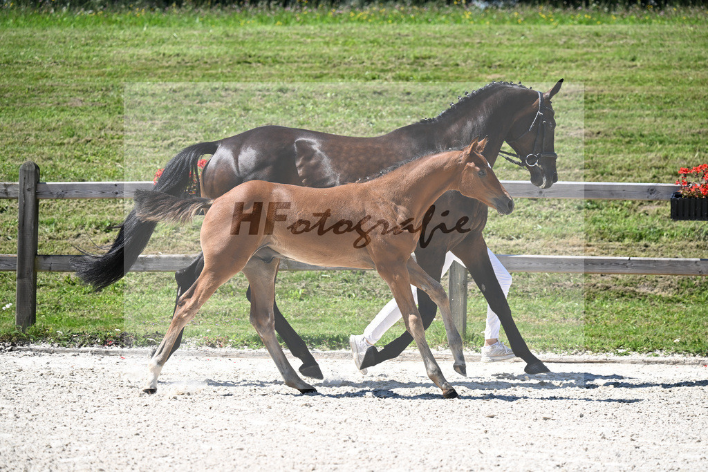 Kat-Nr. 19 Ermitage Kalone x Diaroado_HF_Hansmeyer_24250485 | hf-fotografie - Realisiert mit Pictrs.com