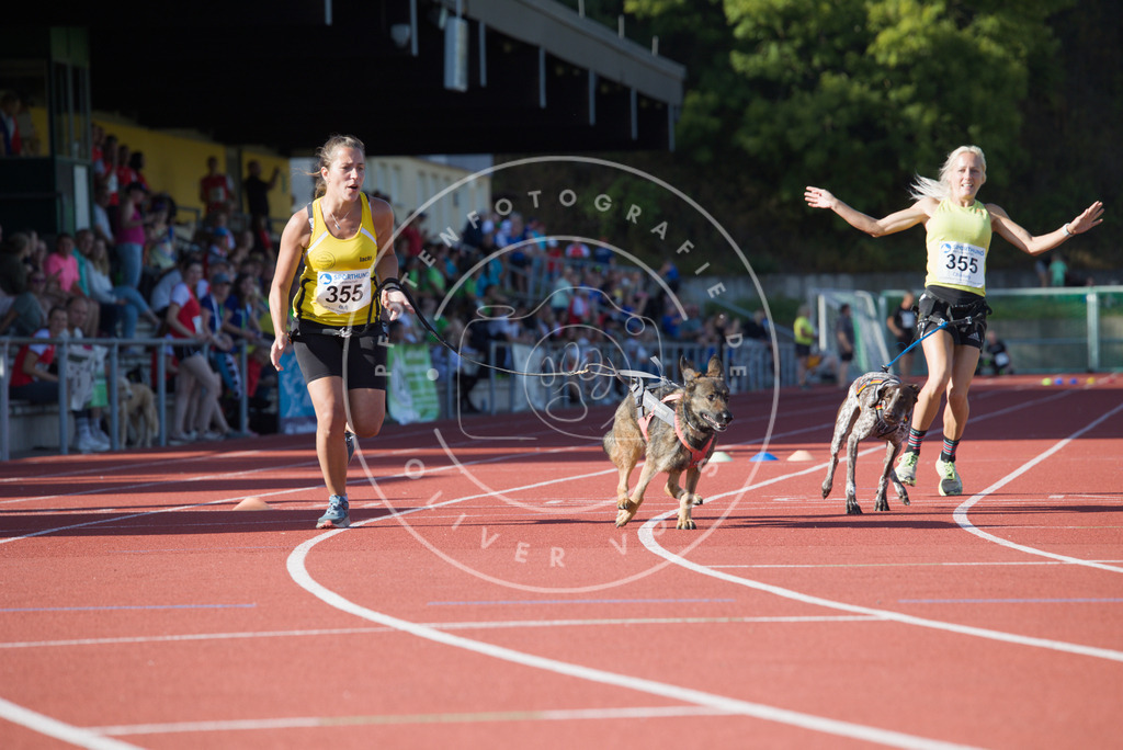 0L8A9885 | Hundefotografie, Tierfotograf, Pfotenfotografie, Fotoshooting Hund, Hunde Portrait, Hundesport, Hundeportraits, Heideshooting, Hunde, Sportfotograf, Hundefotograf, Turnierhundsport, THS,  - Realisiert mit Pictrs.com