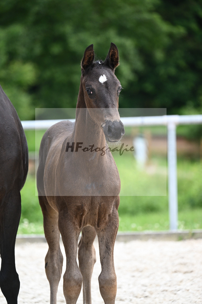 Segantini x Desperados_HF_Kloessinger_20240908 | hf-fotografie - Realizzato con Pictrs.com
