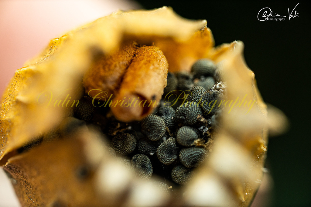 ULMA 52 | Christian Vulin  - Realisiert mit Pictrs.com