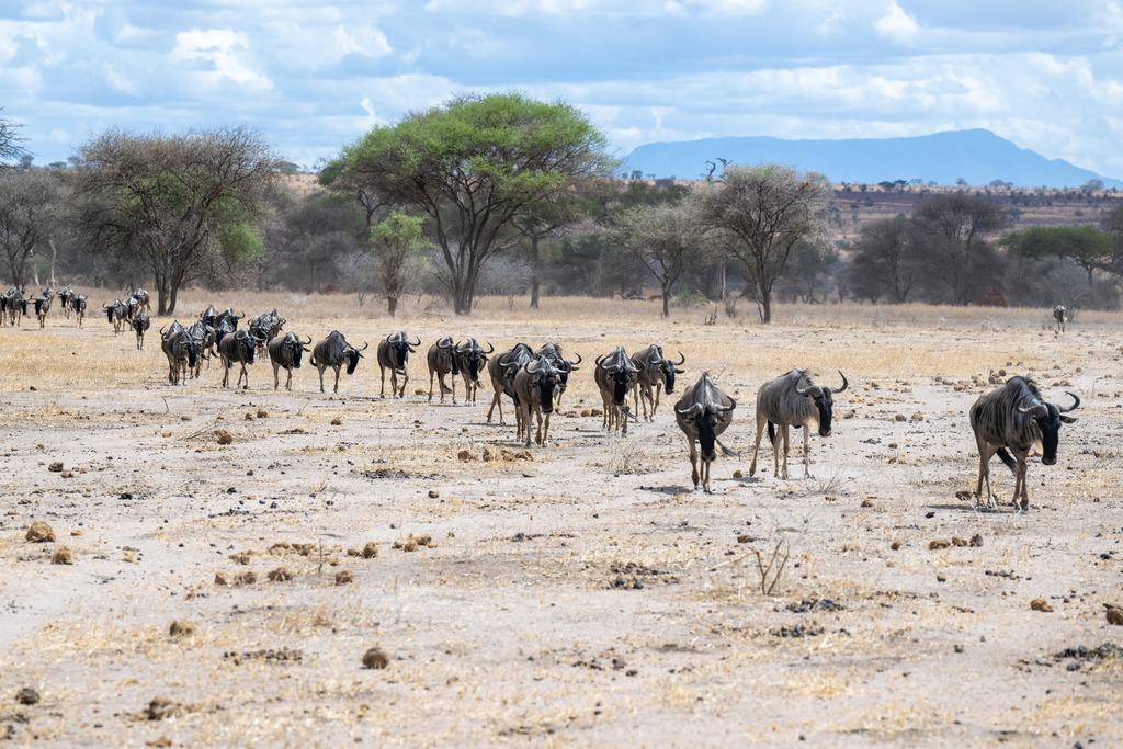 Tarangire Nationalpark - 26. September 2022 | Tarangire Nationalpark
, Tarangire Nationalpark
Bild: Sportfotografie Markus Aeschimann | www.markus-aeschimann.ch - Realisiert mit Pictrs.com