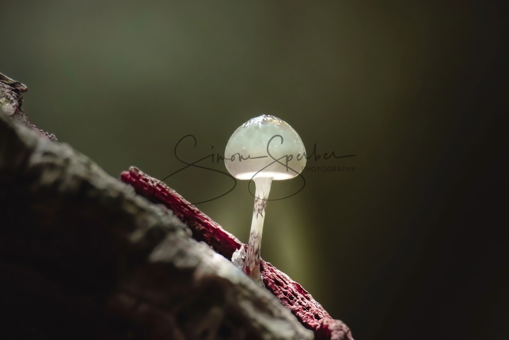 Pilzlampe | Simone Sperber, svb-photography,Fotografin,Bilddesignerin,Naturfotografie,Macrofotografie,Tierfotografie,Wildtierfotografie,Ausstellungen,Auftragsfotografie,Kunst,Art,Photographer,Shootings,Bildberatbeitung,Galerie,Shop