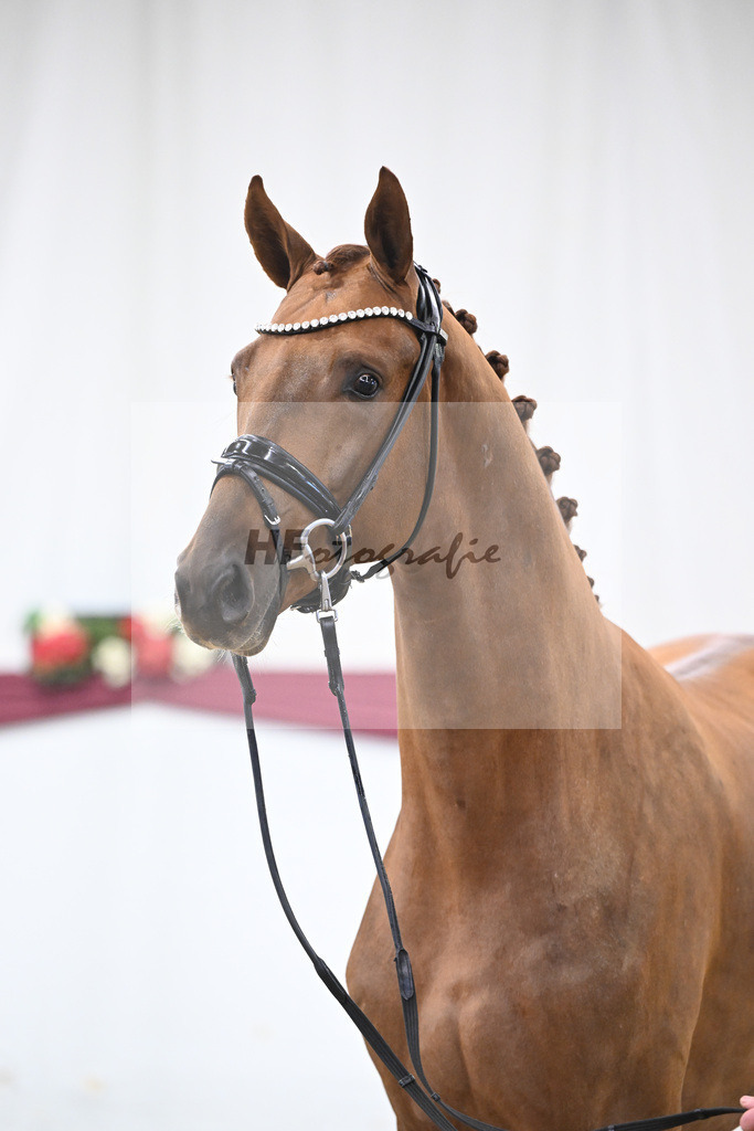 Kat-Nr. 62 Floricello x Zack_MH Pferdezucht u. -sport GmbH_47252355 | hf-fotografie - Realisiert mit Pictrs.com