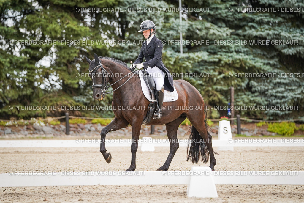 DSC06995 | Pferdegrafie