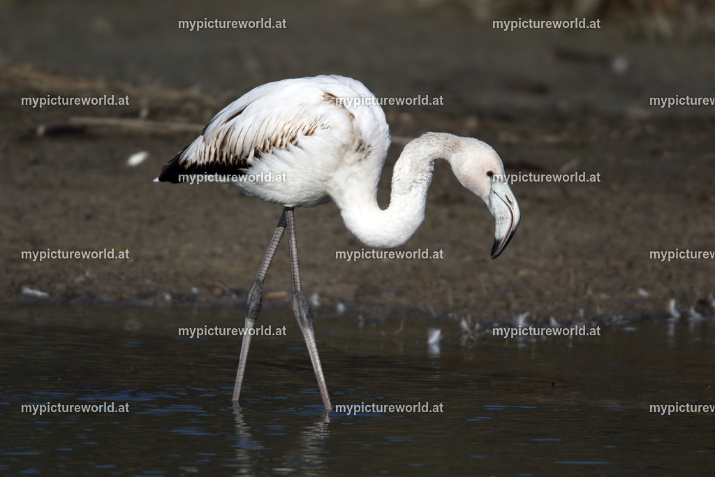 Rosaflamingo-039 | Das Bilderarchiv über Tiere, Planzen und Landschaften. In der Bilddatenbank finden Sie ein große Auswahl an hochwertigen Bilder für Ihre Werbung - Realisiert mit Pictrs.com