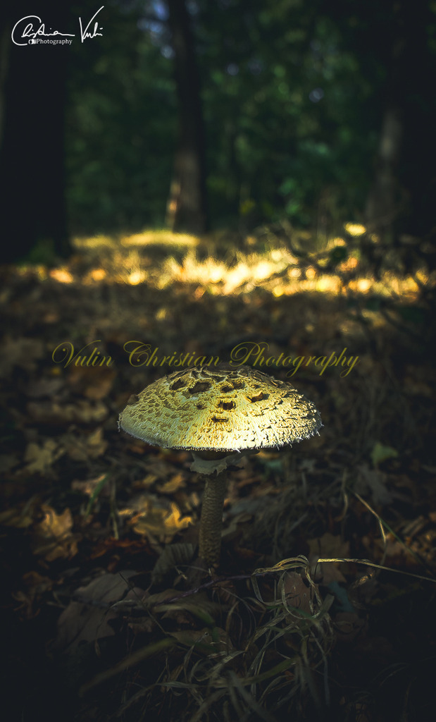 WD 5 | Christian Vulin  - Realisiert mit Pictrs.com