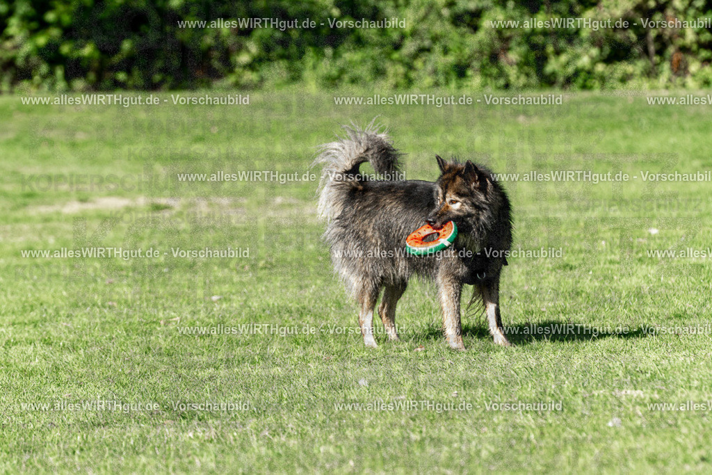 Hundeschwimmen_Volksbad_2026-allesWIRTHgut_Tierfotografie-2609061551-FAY07309 | Professionelle Tierfotografie in Mönchengladbach von Daniel Wirth (allesWIRTHgut). Liebevolle & natürliche Bilder von Hunden & Katzen für unvergessliche Erinnerungen.