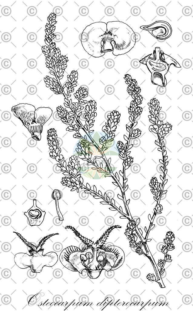 HistAbb_wfo-1000047795_1_ENZY_Simple | Historische Abbildung von Osteocarpum dipterocarpum - Amaranthaceae | Historical Illustration of Osteocarpum dipterocarpum - Amaranthaceae