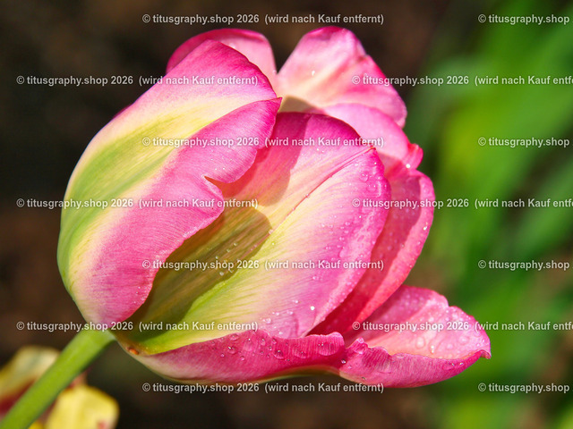titusgraphy-P5057686_var-036 | Fotokunstarbeit aus der INSTAGRAM-Gallerie auf titusgraphy.eu - Realisiert mit Pictrs.com