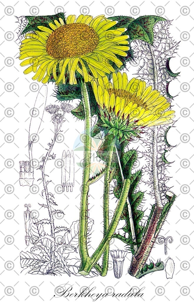 HistAbb_wfo-0000085672_1_ENZY_Simple | Historische Abbildung von Berkheya radula - Asteraceae | Historical Illustration of Berkheya radula - Asteraceae