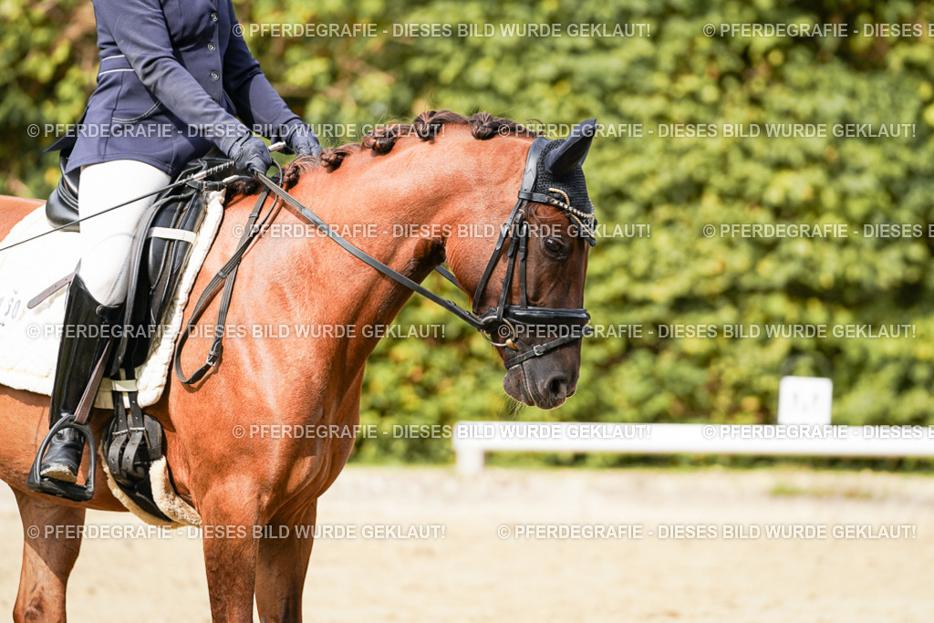 DSC02116 | Pferdegrafie