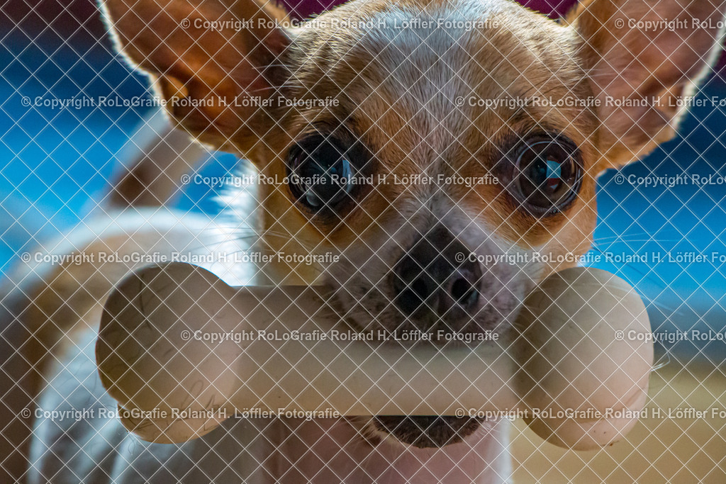 Chihuahua-mit-Knochen | Chihuahua mit SPielknochen - Realisiert mit Pictrs.com