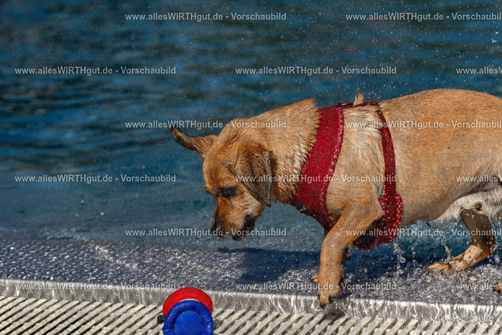 Hundeschwimmen_Volksbad_2026-allesWIRTHgut_Tierfotografie-2609061112-FAY06187 | Professionelle Tierfotografie in Mönchengladbach von Daniel Wirth (allesWIRTHgut). Liebevolle & natürliche Bilder von Hunden & Katzen für unvergessliche Erinnerungen.