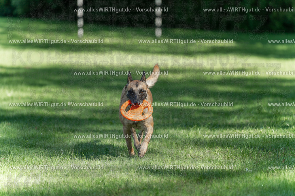 Hundeschwimmen_Volksbad_2026-allesWIRTHgut_Tierfotografie-2609061145-105503-7R509881 | Professionelle Tierfotografie in Mönchengladbach von Daniel Wirth (allesWIRTHgut). Liebevolle & natürliche Bilder von Hunden & Katzen für unvergessliche Erinnerungen.