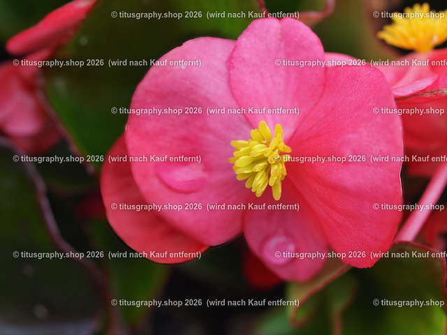 titusgraphy-P6100497_var-113 | Fotokunstarbeit aus der INSTAGRAM-Gallerie auf titusgraphy.eu - Realisiert mit Pictrs.com