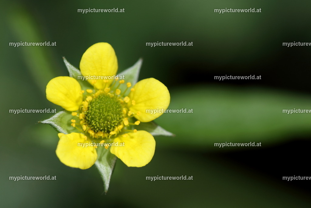 Echte Nelkenwurz-002 | Das Bilderarchiv über Tiere, Planzen und Landschaften. In der Bilddatenbank finden Sie ein große Auswahl an hochwertigen Bilder für Ihre Werbung - Realisiert mit Pictrs.com