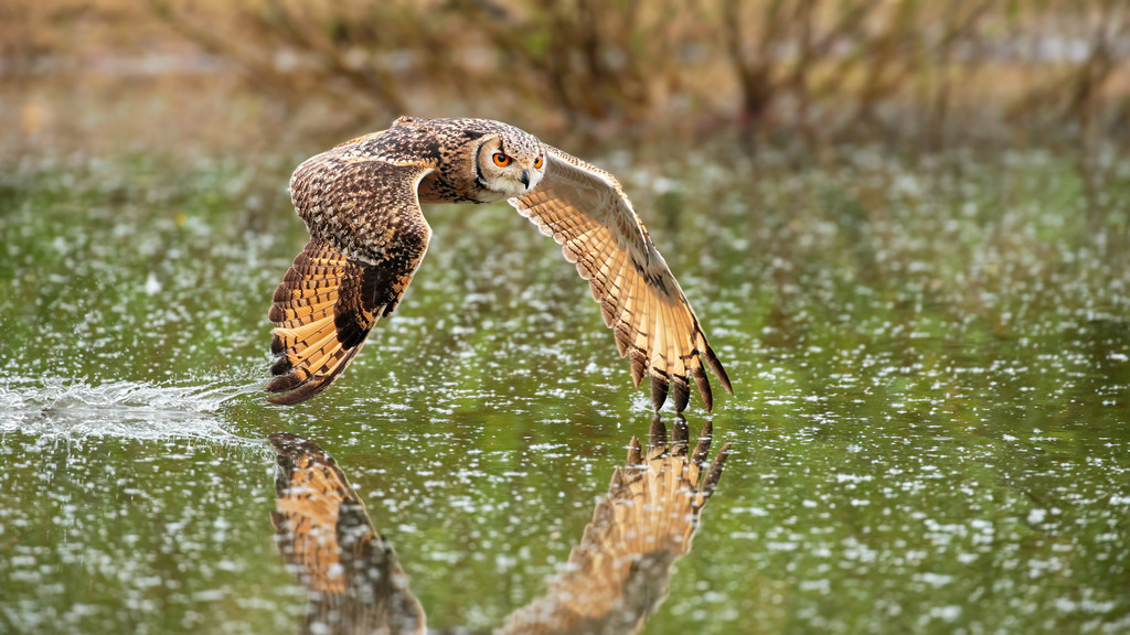 Wandbild - Uhu: Eleganz im Flug | Dieses beeindruckende Wandbild zeigt einen majestätischen Uhu, der knapp über der Wasseroberfläche schwebt. Die Flügel des Uhus sind weit ausgebreitet, während seine scharfen Augen konzentriert nach unten blicken. Die Reflexion des Uhus im Wasser verstärkt die Dynamik des Bildes und verleiht ihm eine besondere Tiefe. Der Hintergrund ist in sanften, unscharfen Grüntönen gehalten, die den Fokus auf den fliegenden Uhu und seine Spiegelung legen. Die Szene strahlt eine perfekte Balance aus Kraft und Eleganz aus, wodurch dieses Bild zu einem faszinierenden Blickfang in jedem Raum wird.