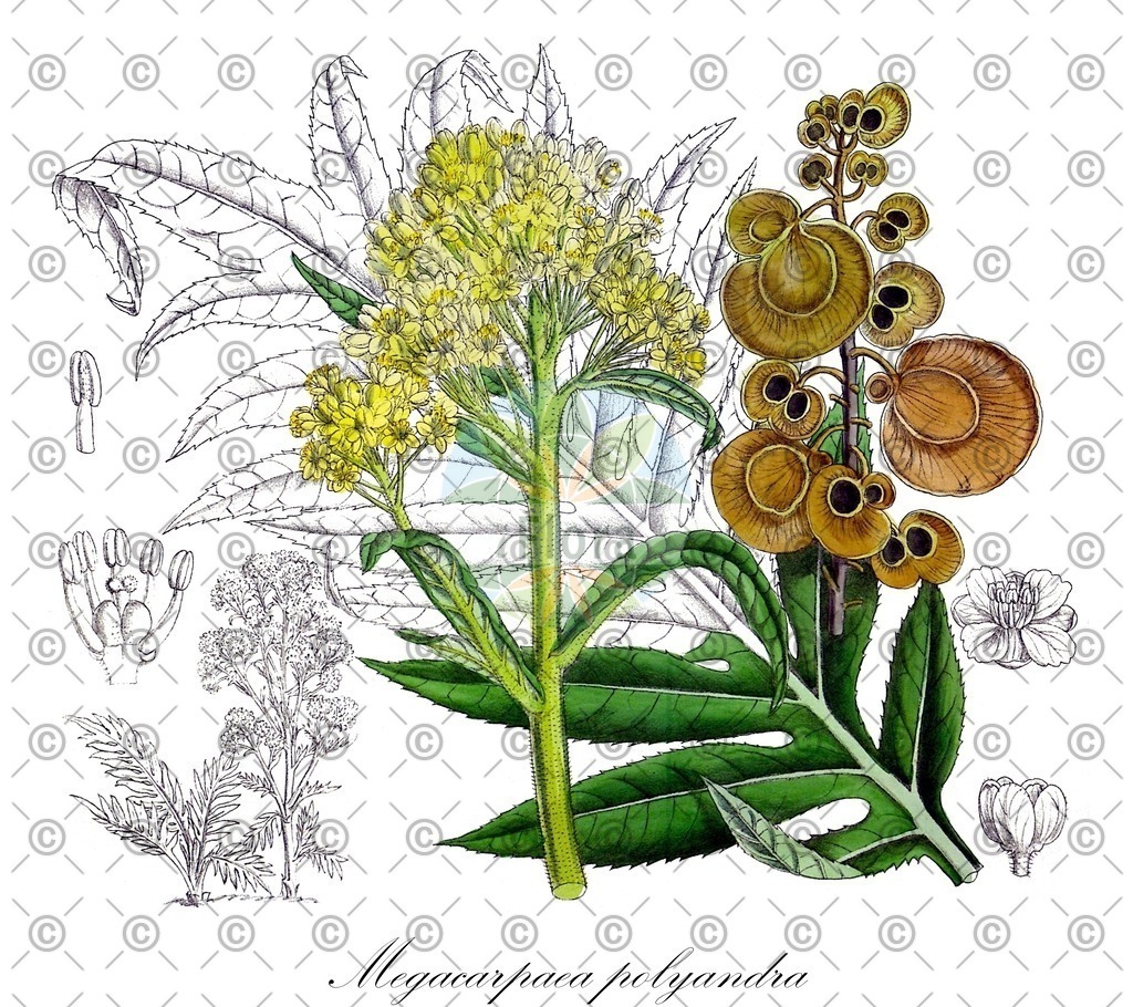 HistAbb_wfo-0001063797_1_ENZY_Simple | Historische Abbildung von Megacarpaea polyandra - Brassicaceae | Historical Illustration of Megacarpaea polyandra - Brassicaceae