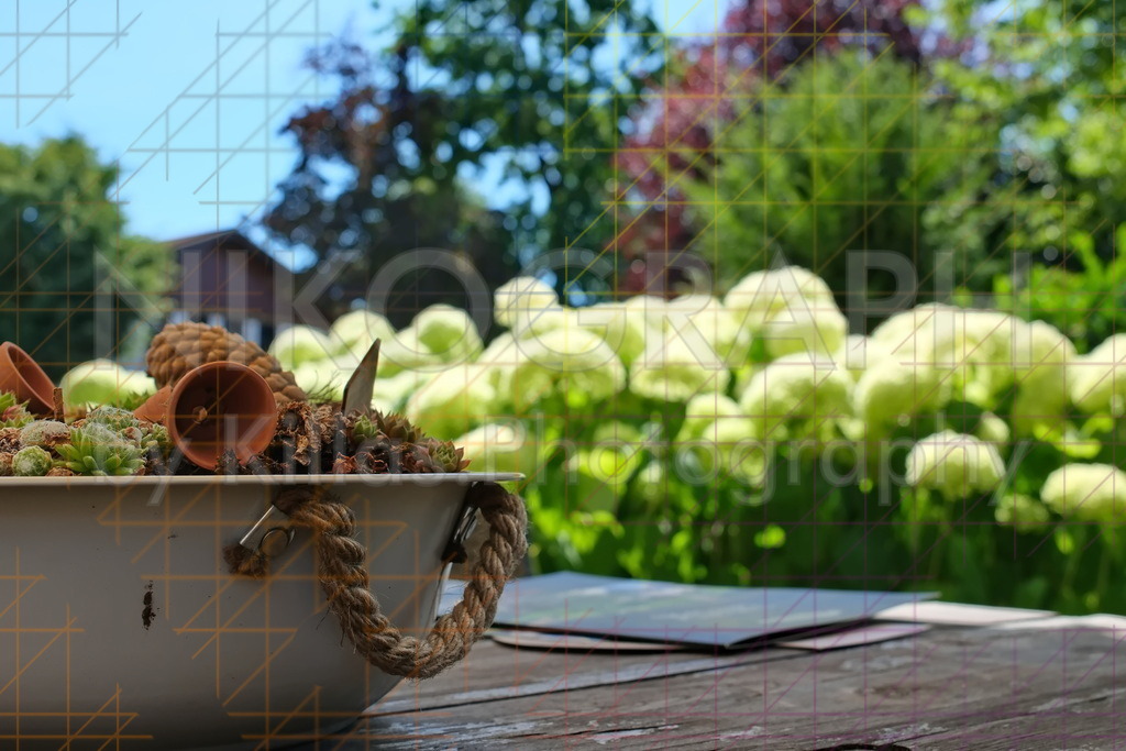 Rustikale Tischdekoration im Garten – Sukkulenten-Arrangement vor weißer Hortensie | Diese stimmungsvolle Aufnahme zeigt ein detailreiches Tischdeko-Arrangement auf einer wettergegerbten Holzoberfläche im Freien. Im scharfen Vordergrund steht eine weiße Schale mit robusten Seilgriffen, kreativ gefüllt mit einer Mischung aus grünen Sukkulenten, Erde, kleinen Terrakotta-Elementen und einem Tannenzapfen. Dieser rustikale Blickfang wird von einer unscharfen Hecke aus üppigen, weißen Hortensienblüten im Hintergrund sanft gerahmt. Die Komposition fängt die entspannte Atmosphäre eines sonnigen Sommertages ein und verbindet natürliches Pflanzen-Design mit ländlichem Charme. Ein ideales Bild für Themen wie Gartenpartys, Outdoor-Wohnen und kreative Deko-Ideen.
